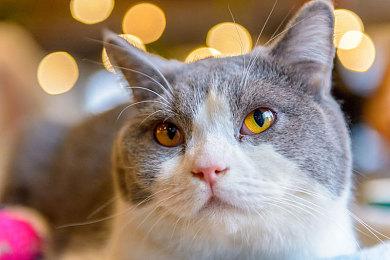 新一周日亚游戏预约榜 《最终幻想16》登顶塞尔达第二